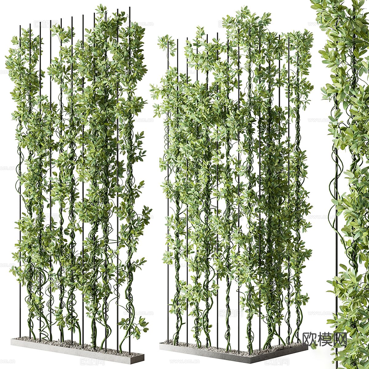 藤蔓 常春藤3d模型