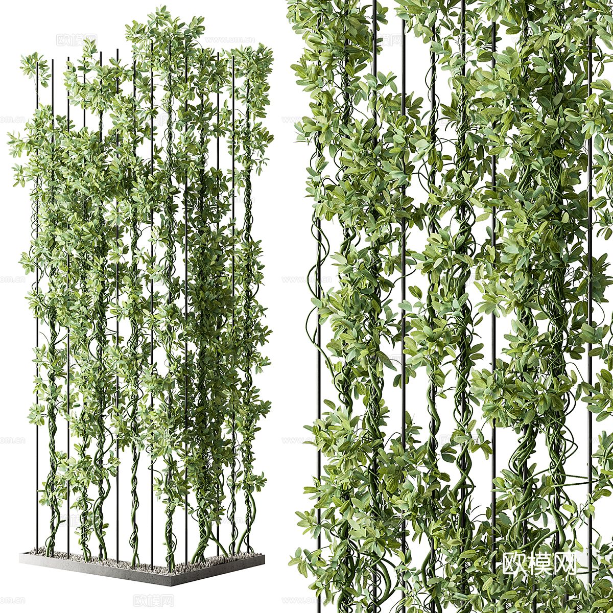 藤蔓 常春藤3d模型