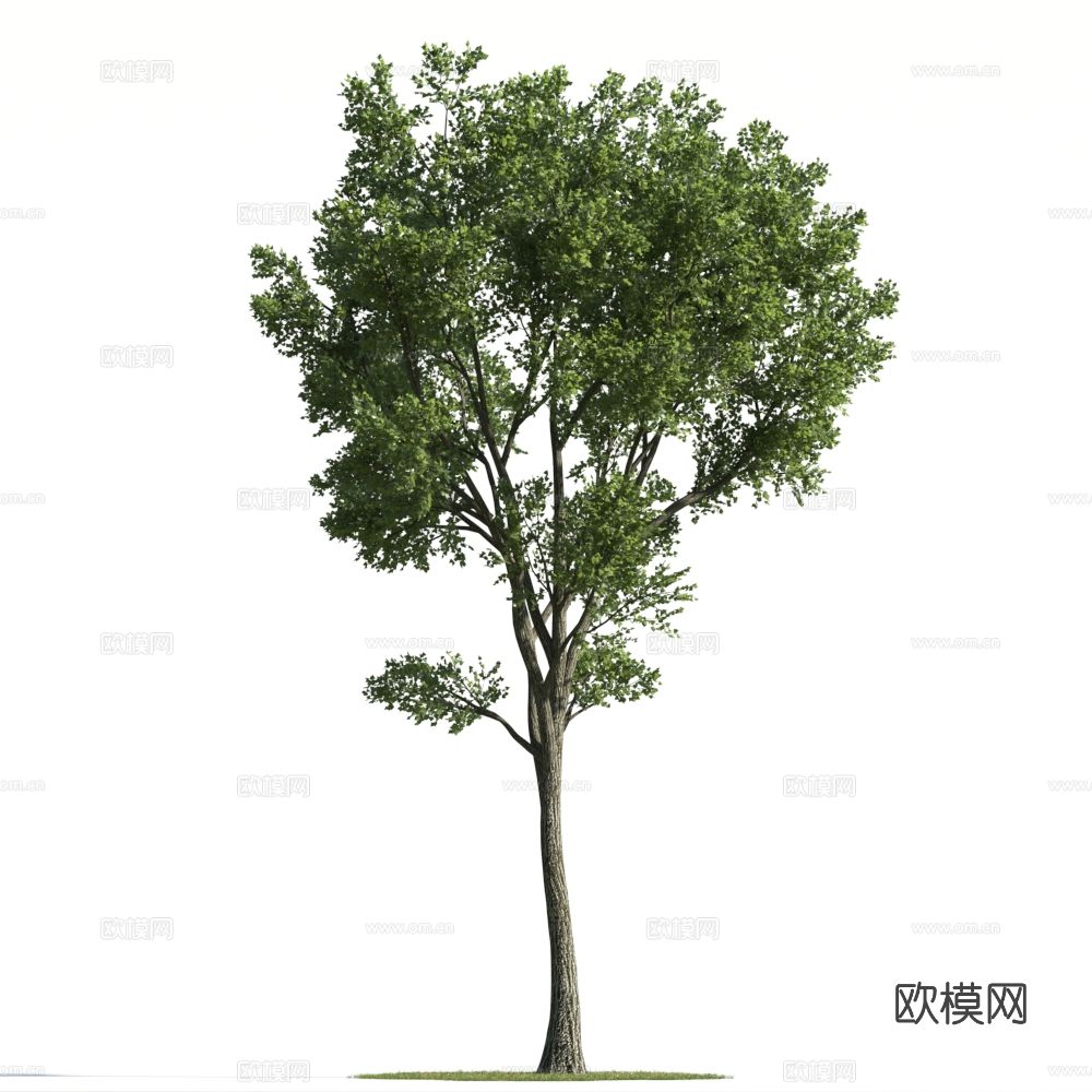 植物  树木 景观树 乔木 松树3d模型