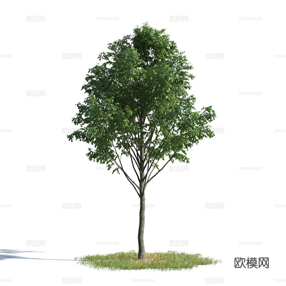 植物  树木 景观树 乔木3d模型