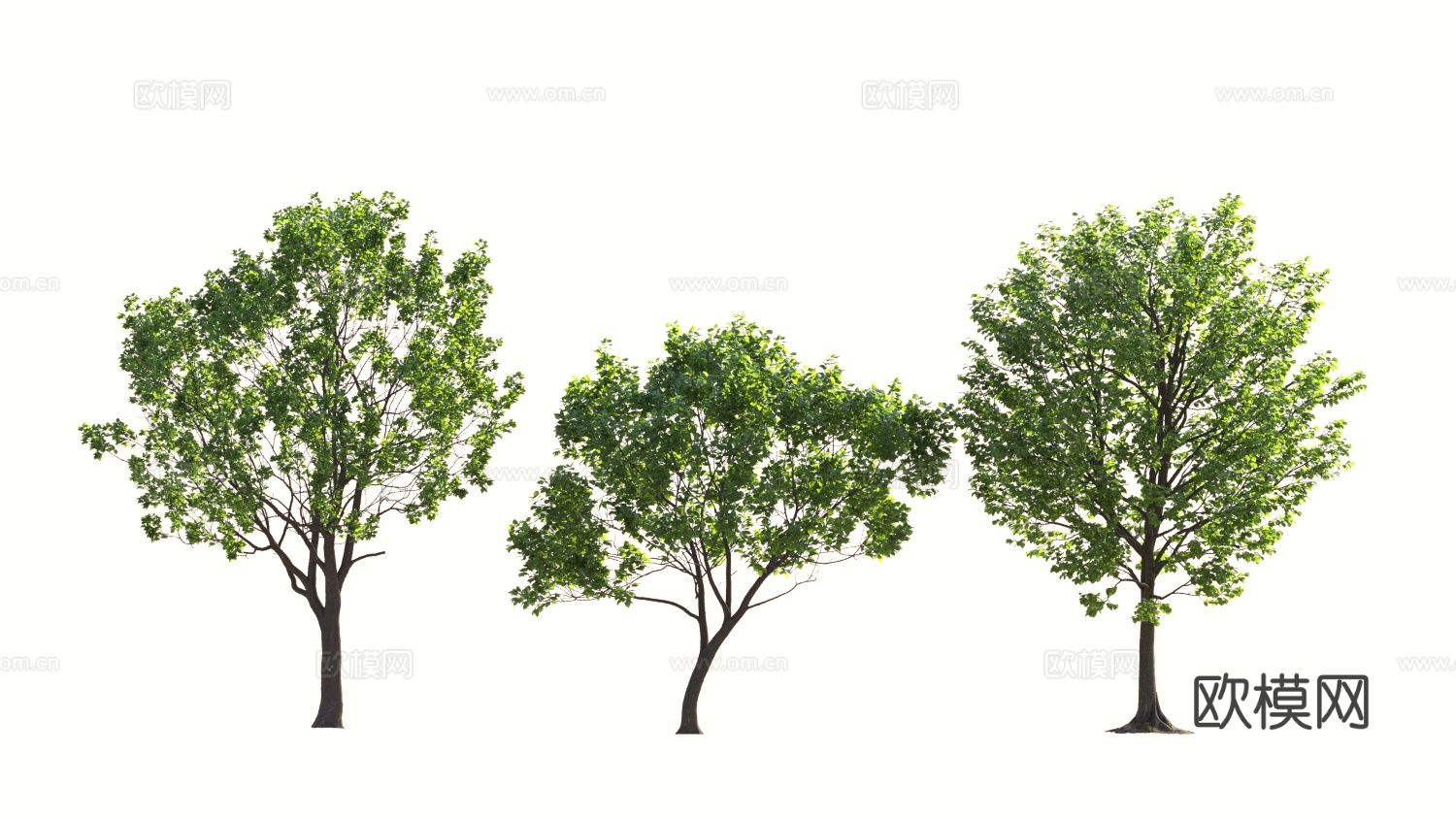 树木 植物 景观树 乔木3d模型