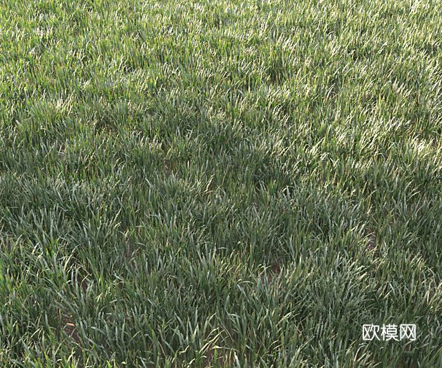 现代草地 草3d模型