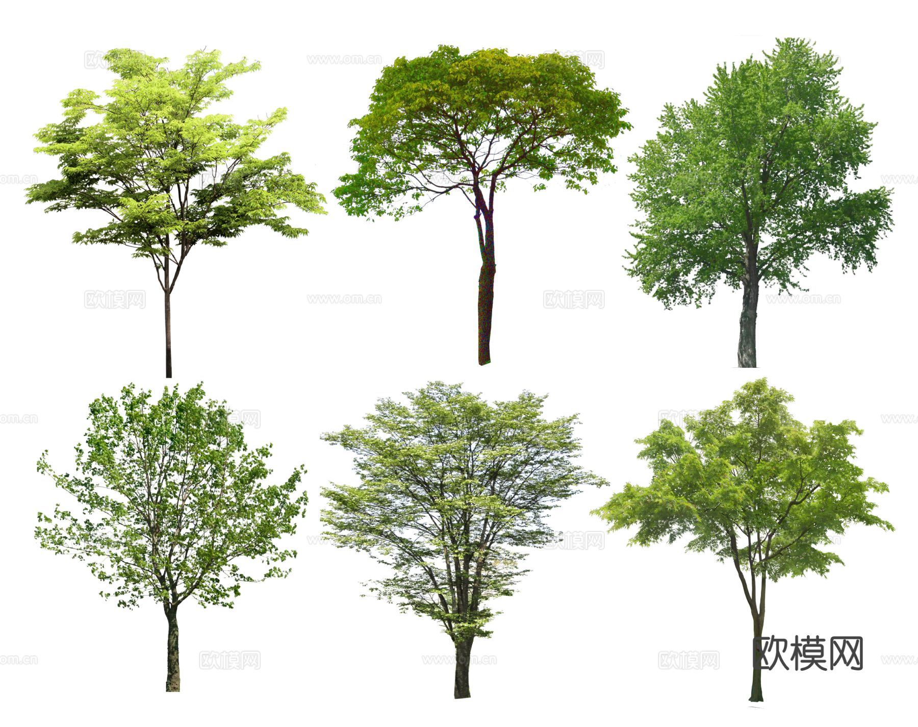 现代榉树 香樟树 国槐树 丛生树 乌桕树 朴树 景观树行道树su模型