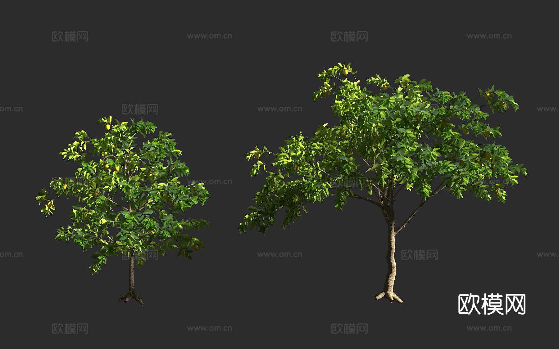 柠檬树 芸香科 柑橘属 常绿灌木 常绿乔木 盆景观赏3d模型