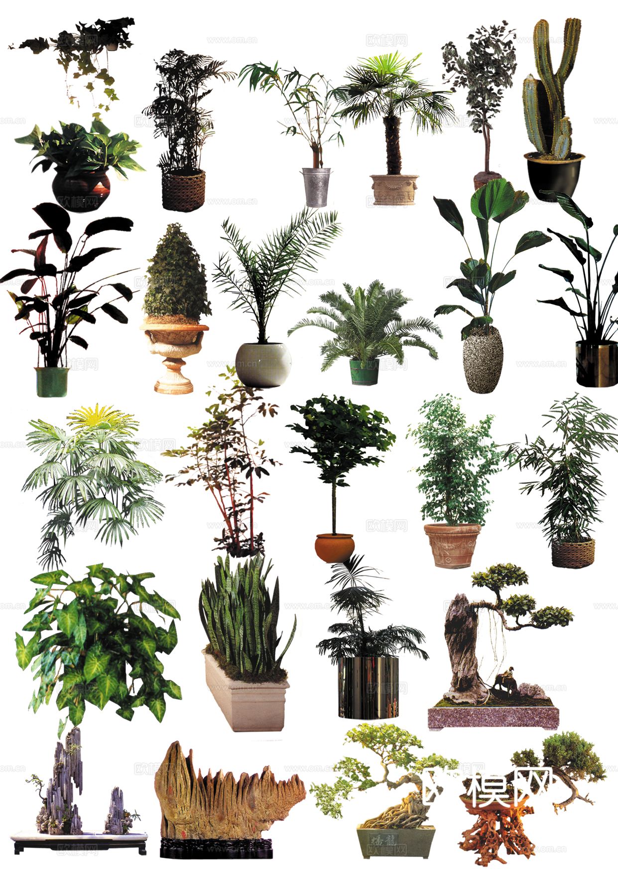 简约侘寂花草_室内后期植物