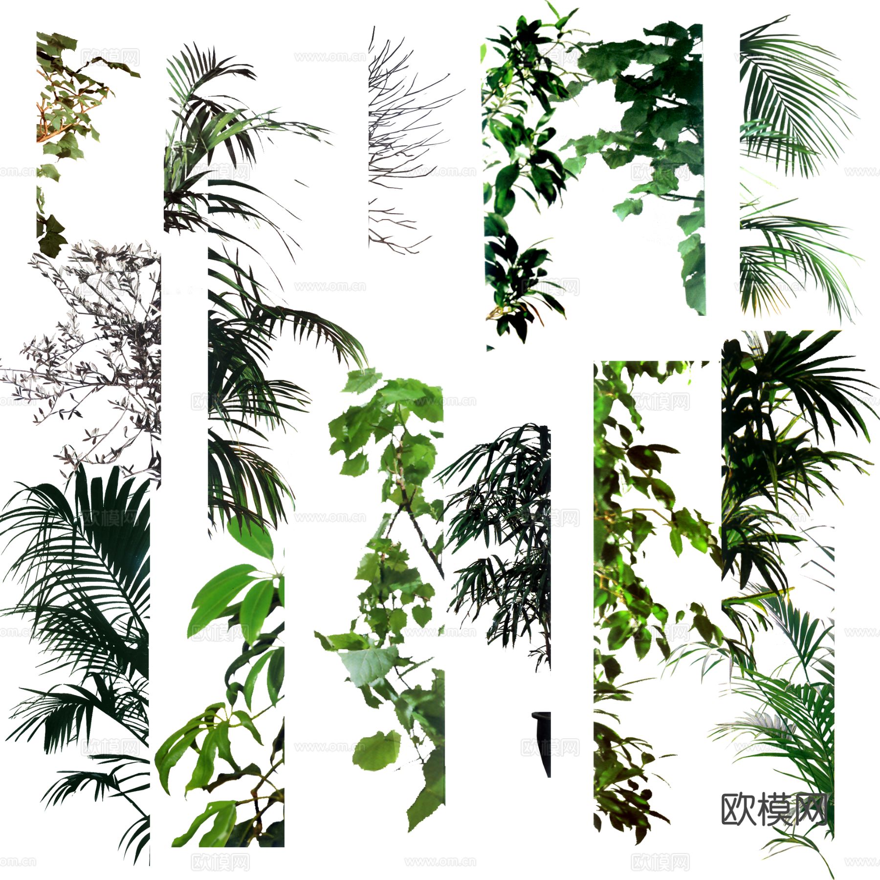 极简现代其他植物 绿植 花草