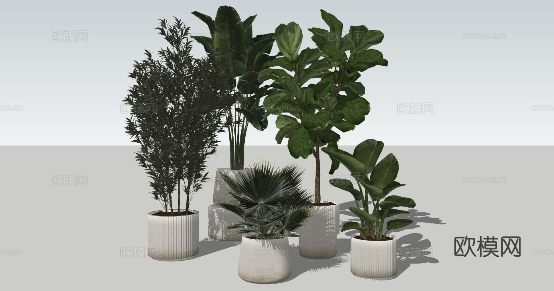 简约现代竖条纹装饰白色 陶瓷花盆 盆栽容器 琴叶榕 天堂鸟su模型