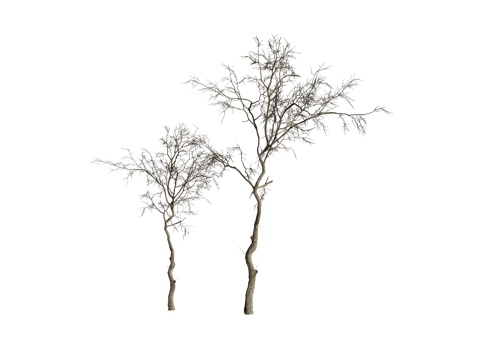  植物枯树 枯枝su模型 