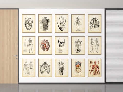  人体表 肌肉表 医学教程3d模型 