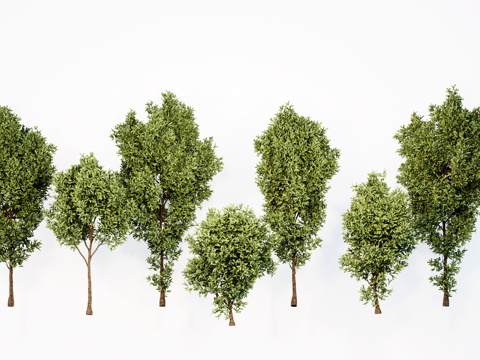  现代景观乔木 庭院树 绿植su模型 