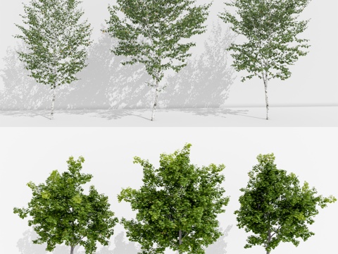  银杏树 乔木 景观树su模型 