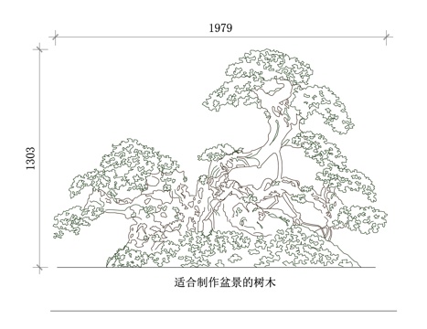  老树盆栽 古木盆景 历史树木盆栽 传统盆景 老桩盆景cad施工图 
