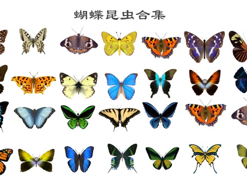  现代蝴蝶 彩蝶 飞蛾 昆虫su模型 