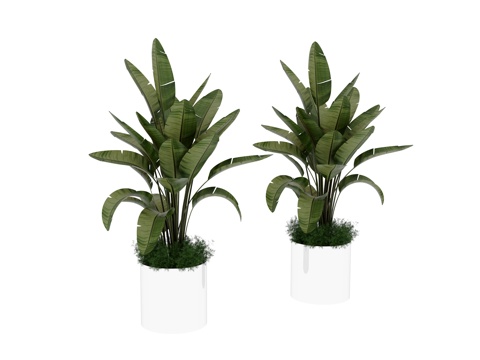  植物 盆栽3d模型 