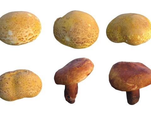  蘑菇菌类3d模型 