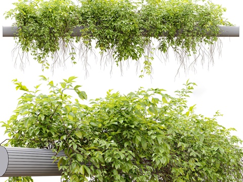  藤曼 吊篮 悬挂植物3d模型 
