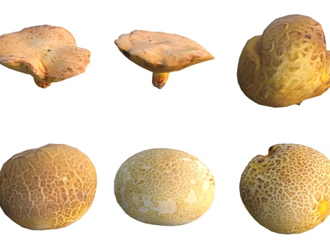  蘑菇菌类3d模型 