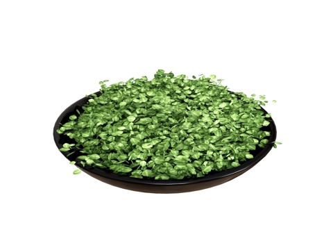  盆栽植物绿植su模型 