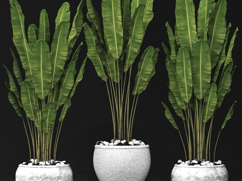  绿植盆栽3d模型 