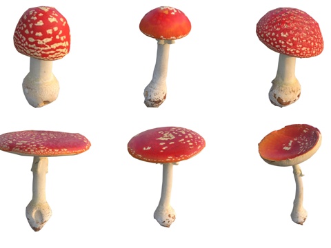  红蘑菇菌类3d模型 