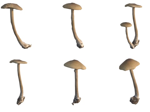  蘑菇菌类3d模型 