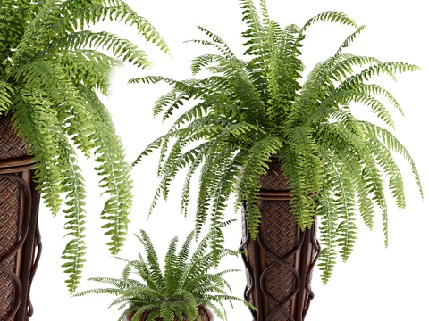  蕨类植物盆栽3d模型 