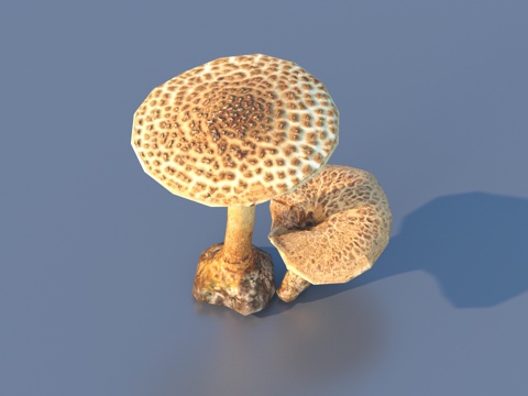  蘑菇 草菇 毒蘑菇3d模型 