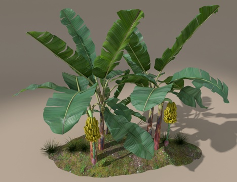  香蕉树3d模型 