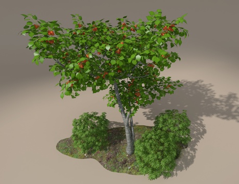  杏树3d模型 