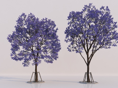  现代乔木 蓝花楹3d模型 