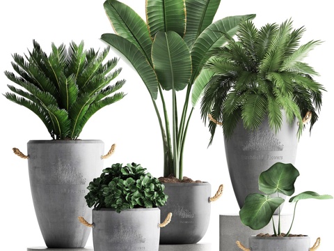  绿植盆栽3d模型 