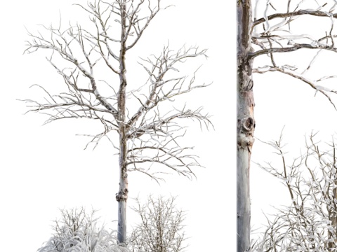  雪树 雪景 雪松 冻树 枯树 雪地景观 景观小品 庭院树 行3d模型 