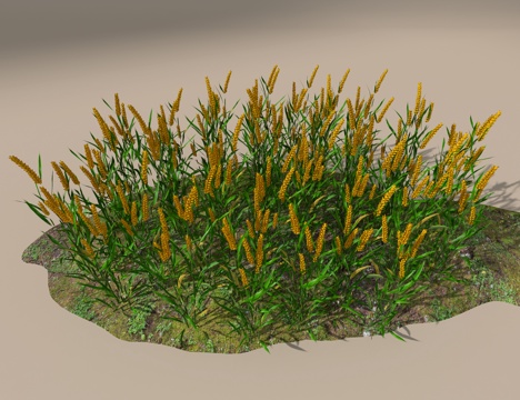  麦子3d模型 