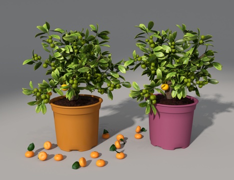  金桔3d模型 