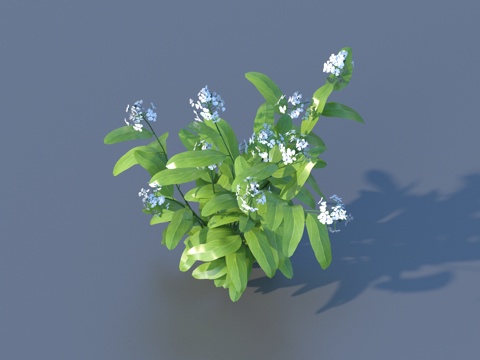  花 野花 绿植 花朵3d模型 