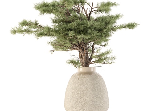  现代植物盆栽盆景绿植3d模型 