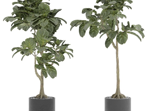  室内植物3d模型 