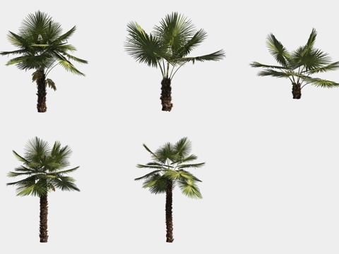  棕榈棕竹热带植物树3d模型 