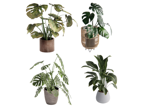  现代植物盆栽su模型 