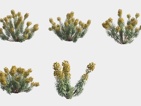  沃尔芬大戟花草灌木3d模型 