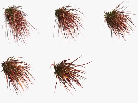  红男爵血草花草3d模型 