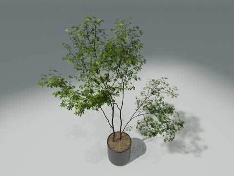  室内盆栽3d模型 