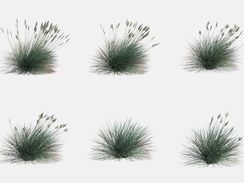  蓝羊茅花草3d模型 