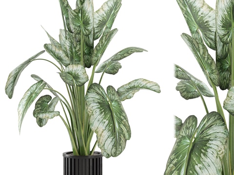  植物盆栽3d模型 