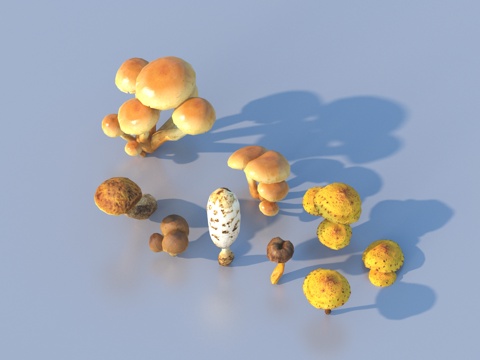  蘑菇 草菇 毒蘑菇3d模型 