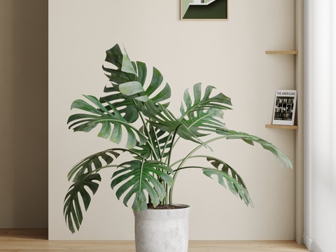  现代绿植盆栽龟背竹3d模型 