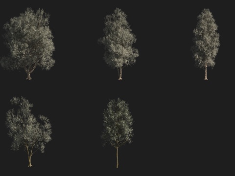  密花石栎树北美树木3d模型 