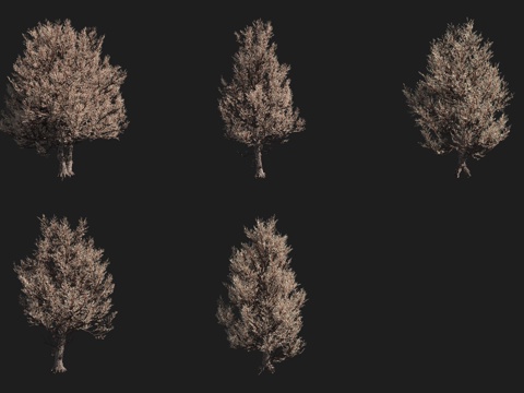  落基山圆柏树北美树木3d模型 