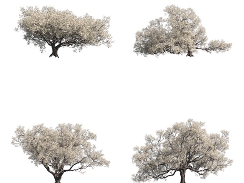  加州活栎树北美树木花树3d模型 