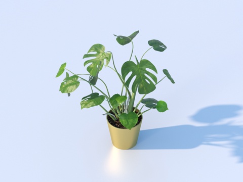  花盆 盆栽 绿植 植物3d模型 